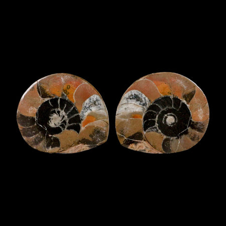 2.9" Goniatite Ammonite Fossil Polished, Cut Half's Erfoud Morocco Devonian Age COA