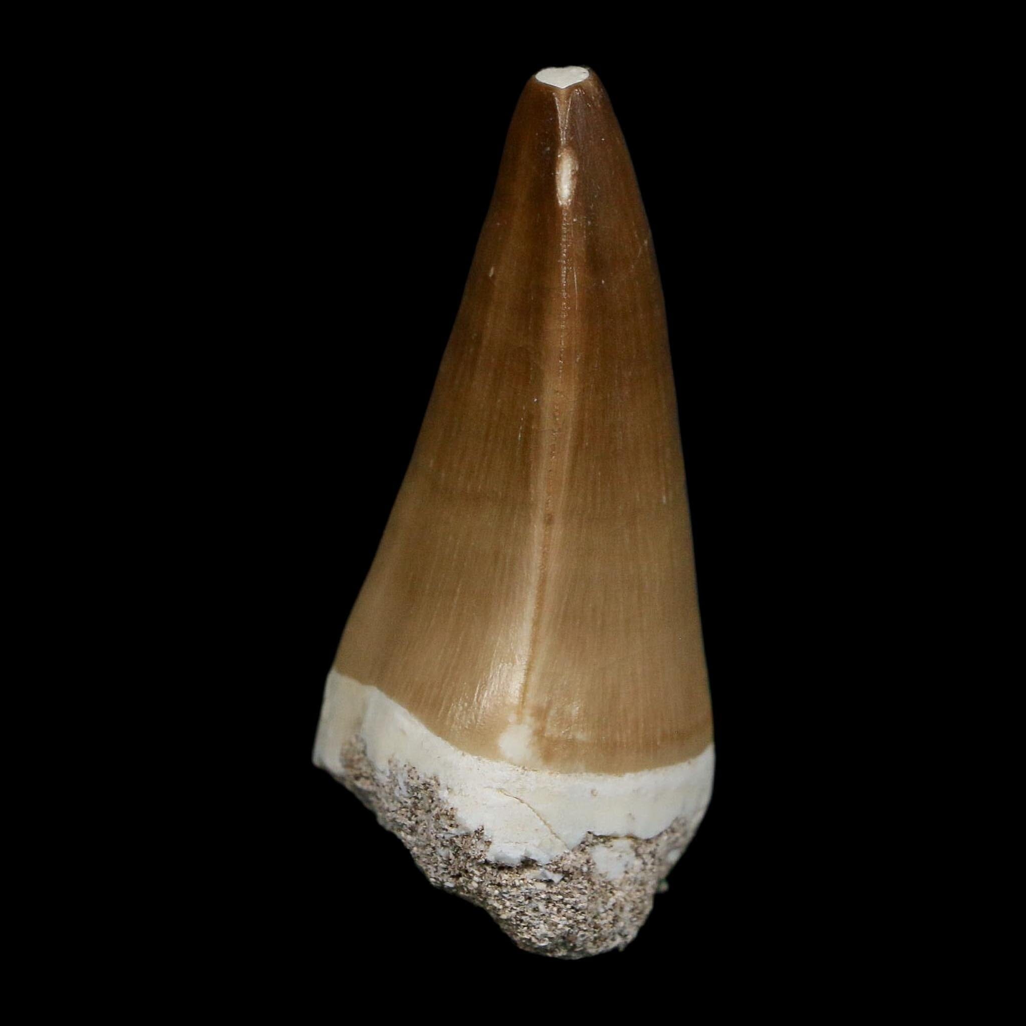 XL 2" Mosasaur Prognathodon Fossil Tooth Cretaceous Dinosaur Era COA Stand - Fossil Age Minerals