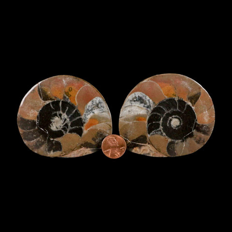 2.9" Goniatite Ammonite Fossil Polished, Cut Half's Erfoud Morocco Devonian Age COA - Fossil Age Minerals