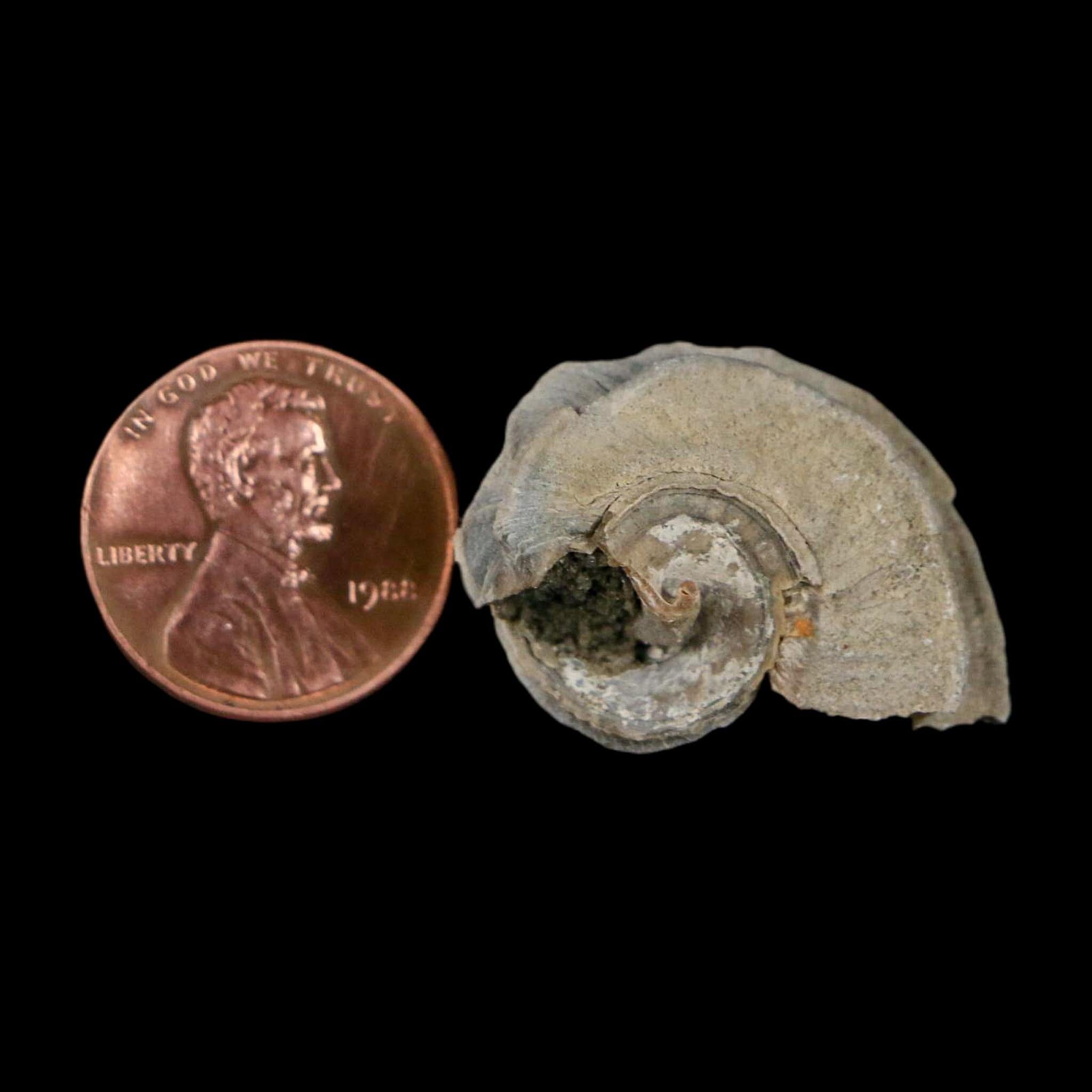 1.1" Ecphora Gardnerae Gastropod Fossil Shell Lee Creek Miocene Epoch North Carolina - Fossil Age Minerals