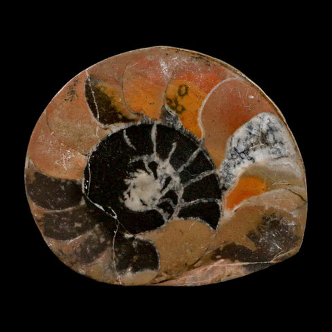 2.9" Goniatite Ammonite Fossil Polished, Cut Half's Erfoud Morocco Devonian Age COA - Fossil Age Minerals