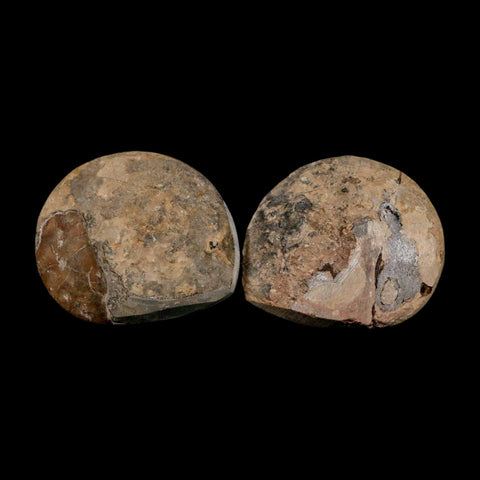 2.9" Goniatite Ammonite Fossil Polished, Cut Half's Erfoud Morocco Devonian Age COA - Fossil Age Minerals