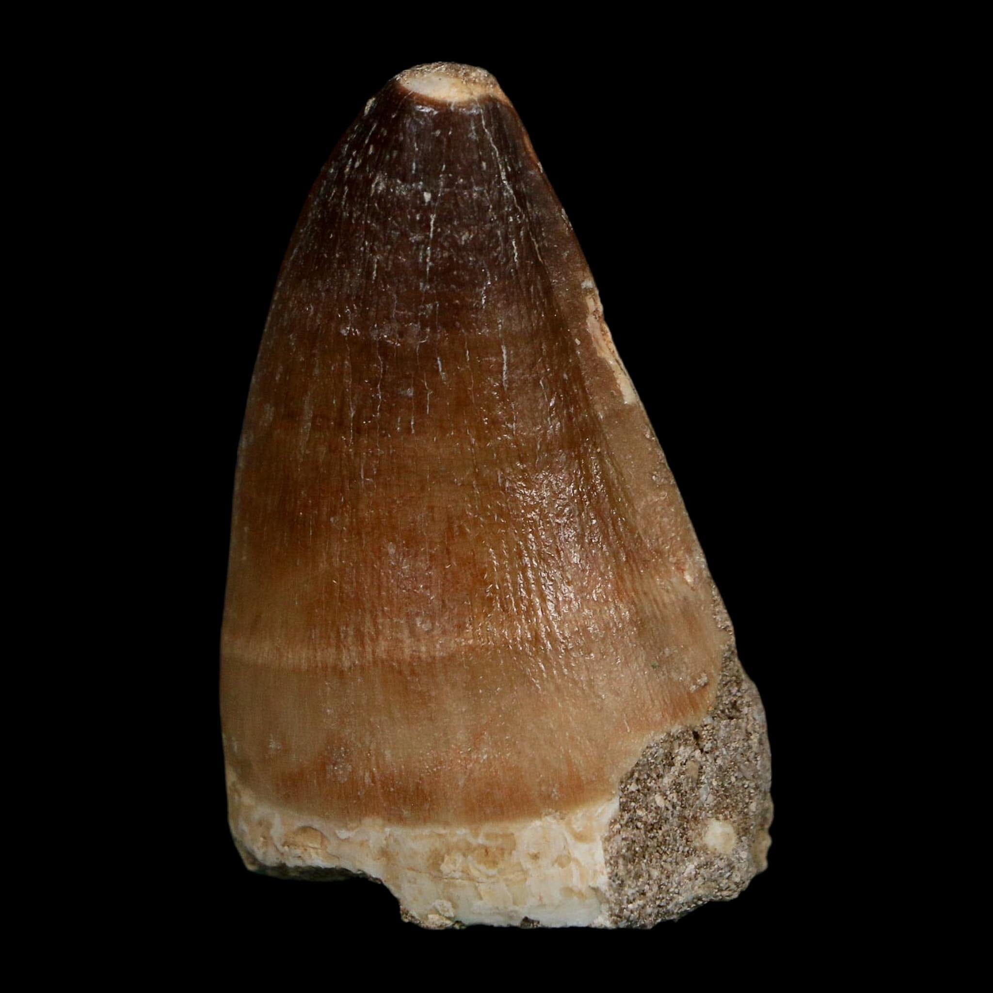 XL 2" Mosasaur Prognathodon Fossil Tooth Cretaceous Dinosaur Era COA Stand - Fossil Age Minerals