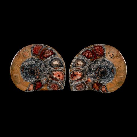 2.8" Goniatite Ammonite Fossil Polished, Cut Half's Erfoud Morocco Devonian Age COA - Fossil Age Minerals