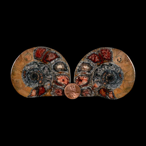 2.8" Goniatite Ammonite Fossil Polished, Cut Half's Erfoud Morocco Devonian Age COA - Fossil Age Minerals