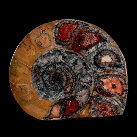 2.8" Goniatite Ammonite Fossil Polished, Cut Half's Erfoud Morocco Devonian Age COA - Fossil Age Minerals