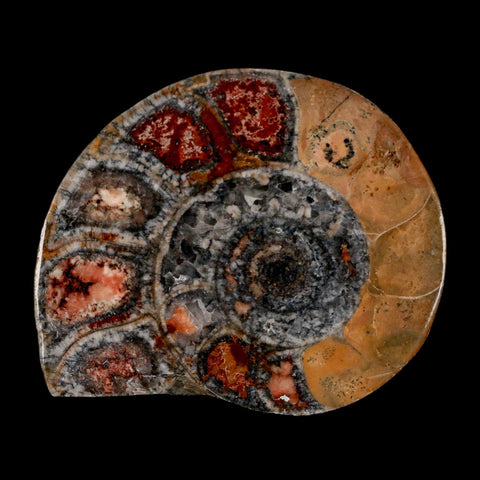 2.8" Goniatite Ammonite Fossil Polished, Cut Half's Erfoud Morocco Devonian Age COA - Fossil Age Minerals