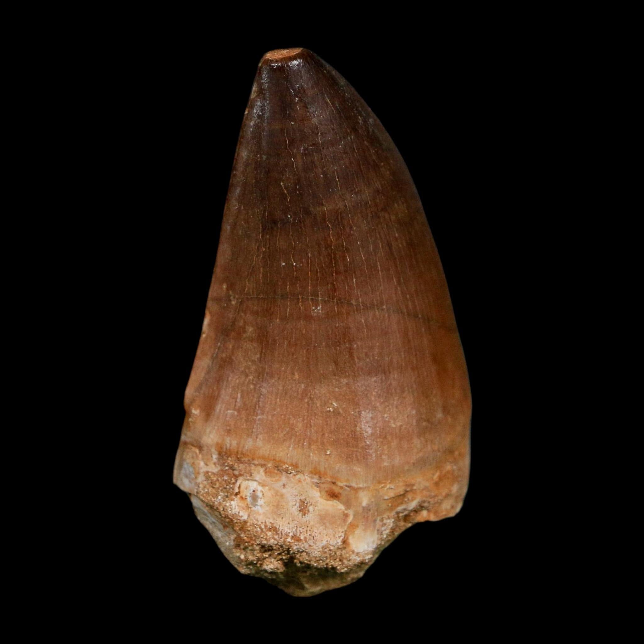 XL 2.1" Mosasaur Prognathodon Fossil Tooth Cretaceous Dinosaur Era COA Stand - Fossil Age Minerals