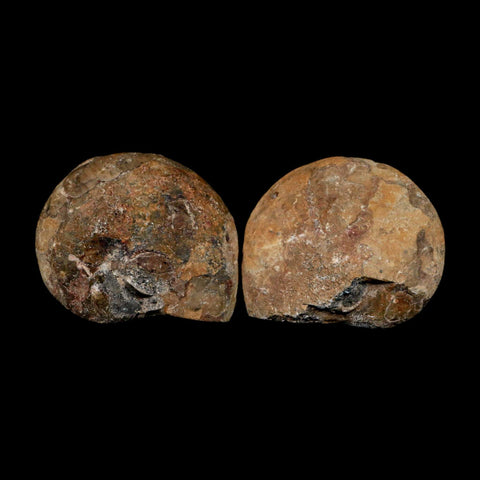 2.8" Goniatite Ammonite Fossil Polished, Cut Half's Erfoud Morocco Devonian Age COA - Fossil Age Minerals