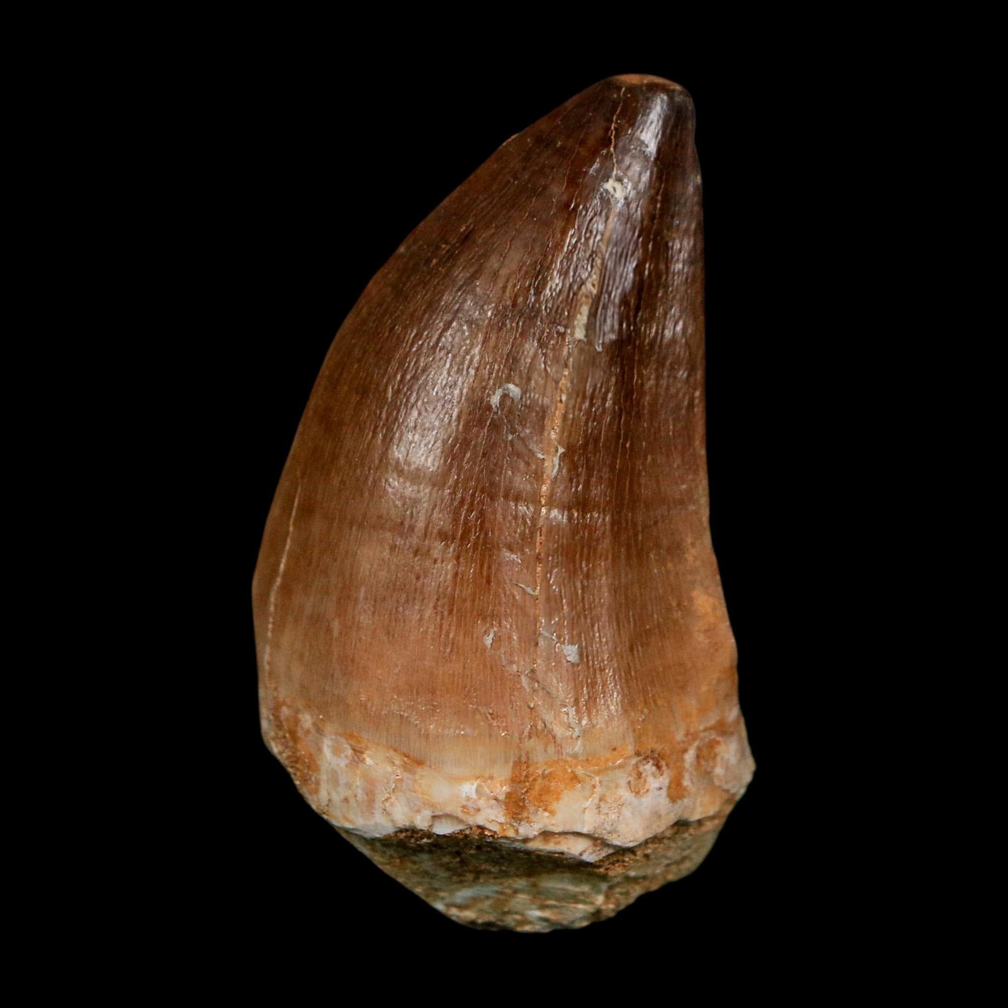 XL 2.1" Mosasaur Prognathodon Fossil Tooth Cretaceous Dinosaur Era COA Stand - Fossil Age Minerals
