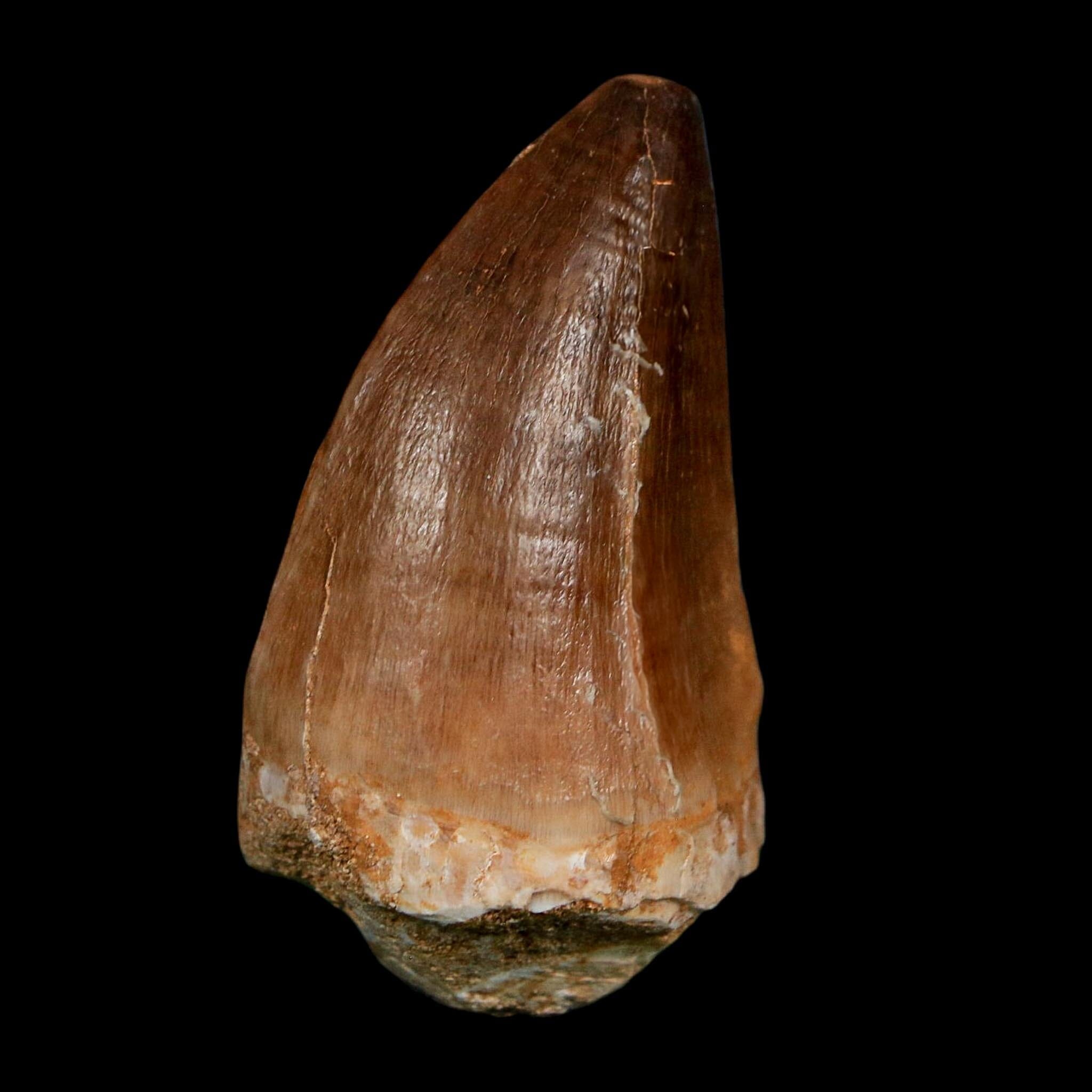 XL 2.1" Mosasaur Prognathodon Fossil Tooth Cretaceous Dinosaur Era COA Stand - Fossil Age Minerals