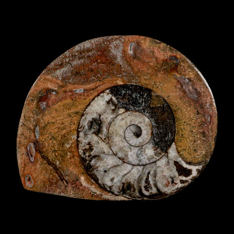 2.8" Goniatite Ammonite Fossil Polished, Cut Half's Erfoud Morocco Devonian Age COA - Fossil Age Minerals