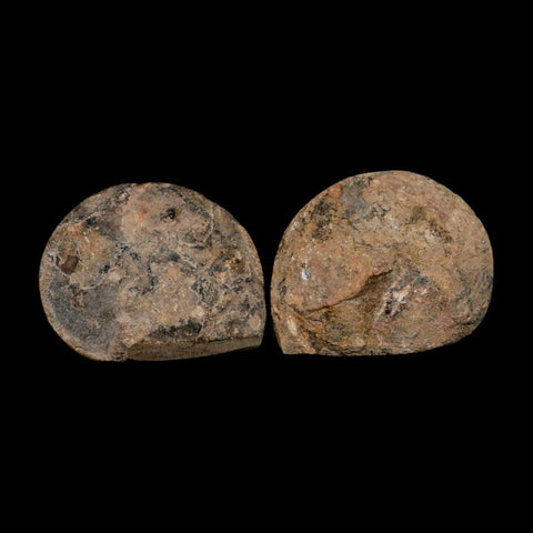 2.8" Goniatite Ammonite Fossil Polished, Cut Half's Erfoud Morocco Devonian Age COA - Fossil Age Minerals