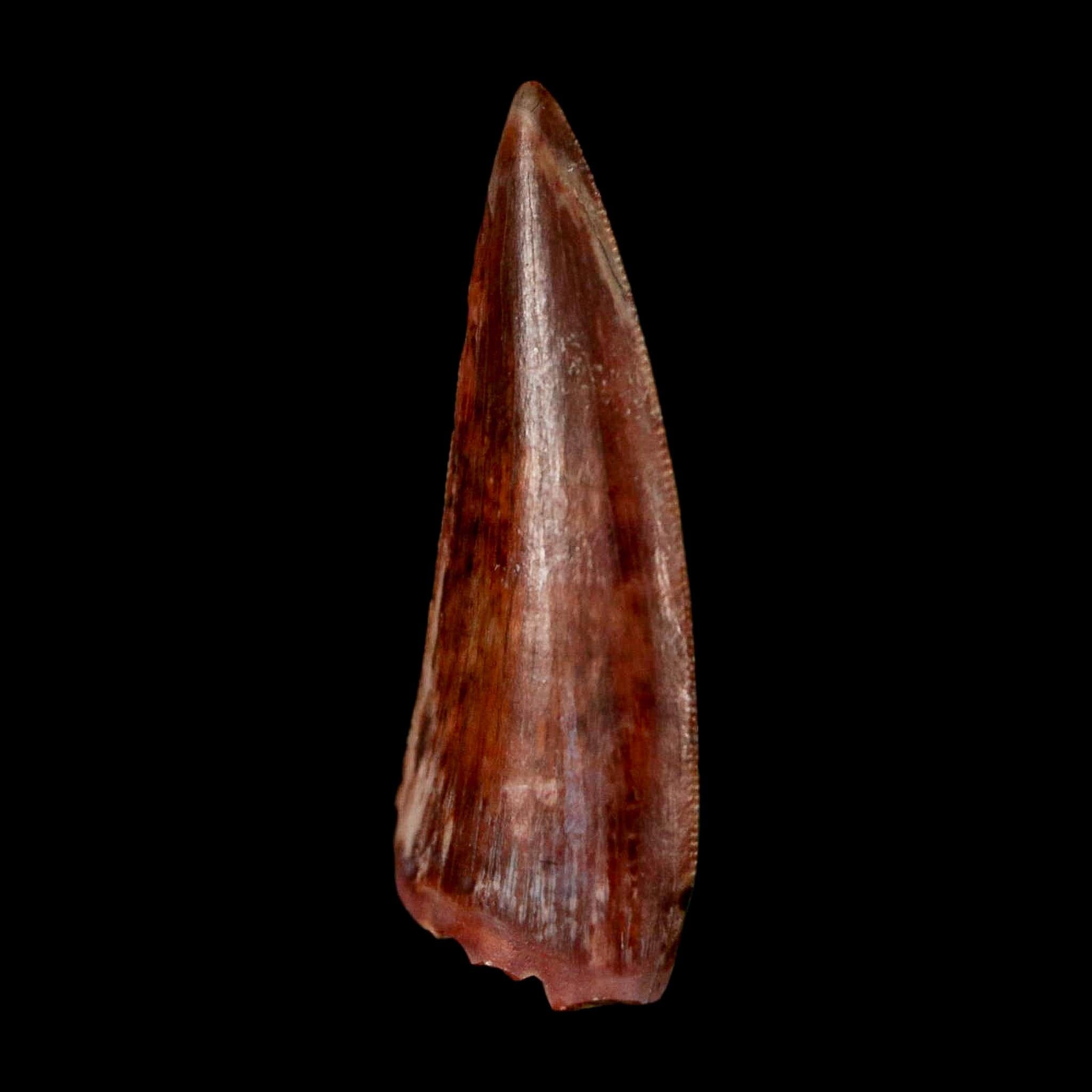 0.9" Postosuchus Rauisuchid Archosaur Fossil Tooth Redonda Formation NM COA Display - Fossil Age Minerals