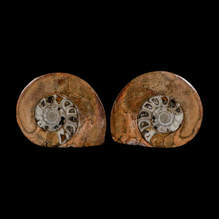 2.9" Goniatite Ammonite Fossil Polished, Cut Half's Erfoud Morocco Devonian Age COA