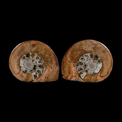 2.9" Goniatite Ammonite Fossil Polished, Cut Half's Erfoud Morocco Devonian Age COA - Fossil Age Minerals