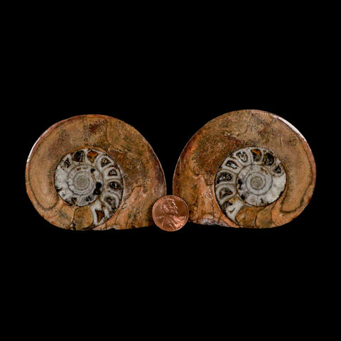 2.9" Goniatite Ammonite Fossil Polished, Cut Half's Erfoud Morocco Devonian Age COA - Fossil Age Minerals