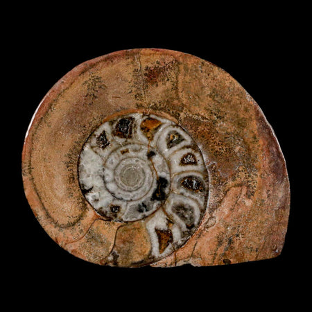 2.9" Goniatite Ammonite Fossil Polished, Cut Half's Erfoud Morocco Devonian Age COA