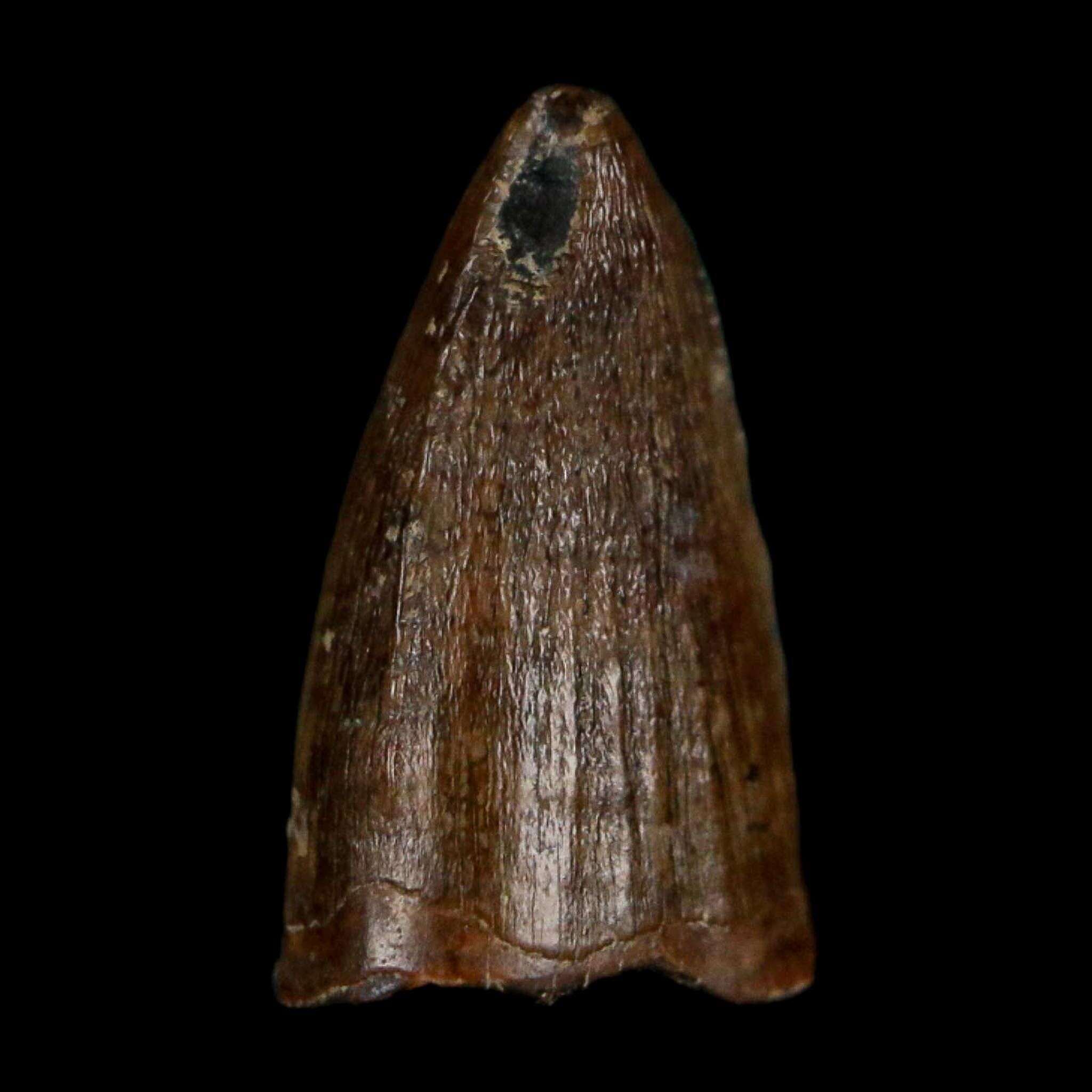 0.5 Crocodile Borealosuchus Fossil Tooth Judith River FM Montana COA Display - Fossil Age Minerals