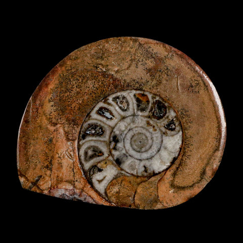 2.9" Goniatite Ammonite Fossil Polished, Cut Half's Erfoud Morocco Devonian Age COA - Fossil Age Minerals