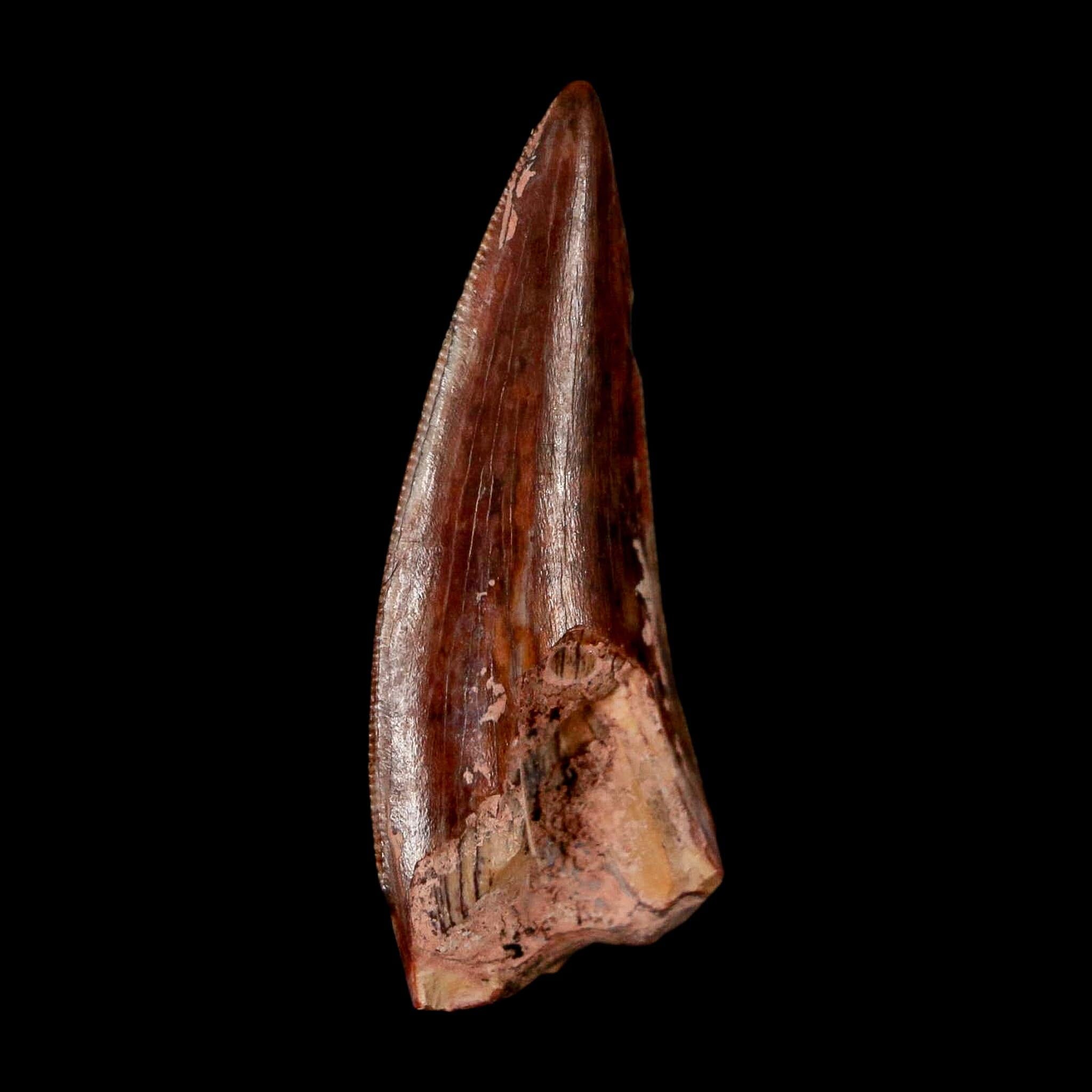 0.9" Postosuchus Rauisuchid Archosaur Fossil Tooth Redonda Formation NM COA Display - Fossil Age Minerals