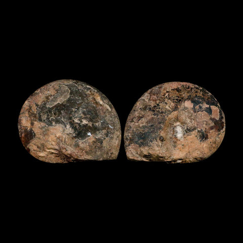 2.9" Goniatite Ammonite Fossil Polished, Cut Half's Erfoud Morocco Devonian Age COA - Fossil Age Minerals