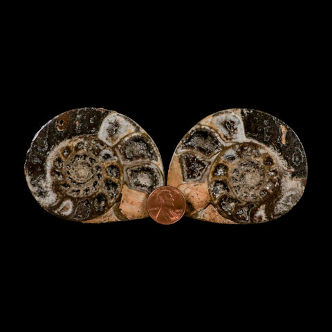 2.7" Goniatite Ammonite Fossil Polished, Cut Half's Erfoud Morocco Devonian Age COA - Fossil Age Minerals