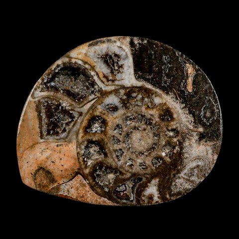 2.7" Goniatite Ammonite Fossil Polished, Cut Half's Erfoud Morocco Devonian Age COA - Fossil Age Minerals