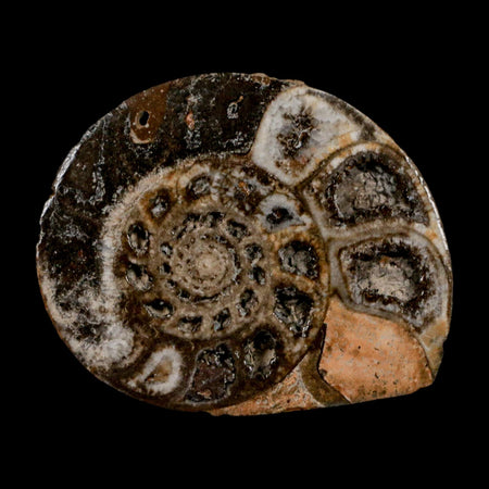 2.7" Goniatite Ammonite Fossil Polished, Cut Half's Erfoud Morocco Devonian Age COA