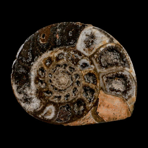 2.7" Goniatite Ammonite Fossil Polished, Cut Half's Erfoud Morocco Devonian Age COA - Fossil Age Minerals