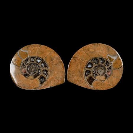 2.8" Goniatite Ammonite Fossil Polished, Cut Half's Erfoud Morocco Devonian Age COA