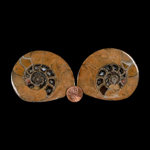 2.8" Goniatite Ammonite Fossil Polished, Cut Half's Erfoud Morocco Devonian Age COA - Fossil Age Minerals