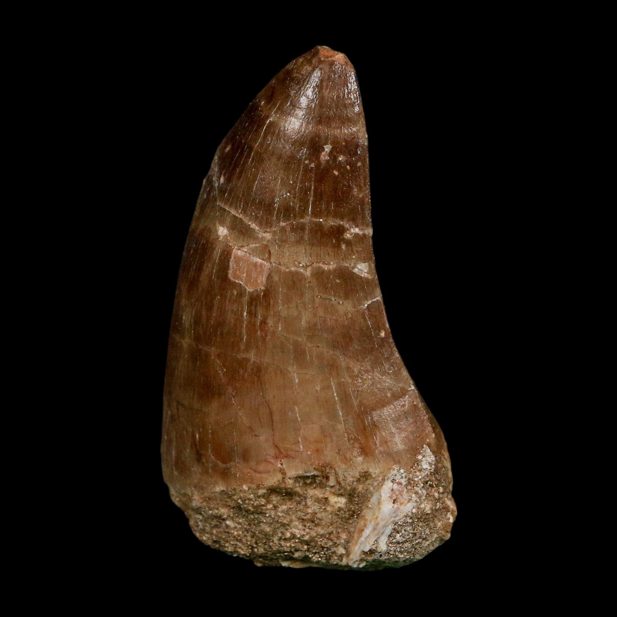 XL 2.3" Tylosaurus Mosasaur Fossil Tooth Cretaceous Dinosaur Era COA, Stand - Fossil Age Minerals
