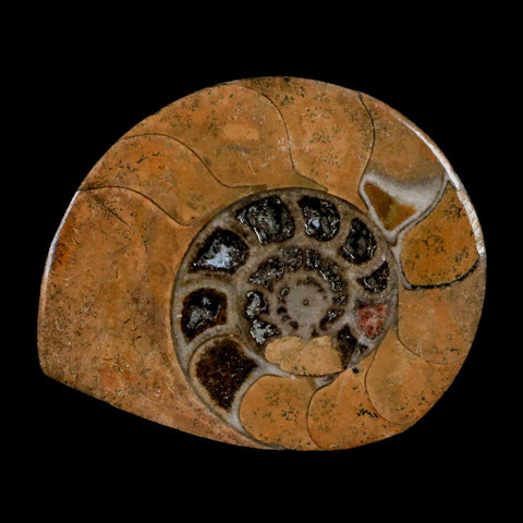 2.8" Goniatite Ammonite Fossil Polished, Cut Half's Erfoud Morocco Devonian Age COA - Fossil Age Minerals