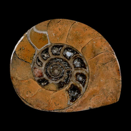 2.8" Goniatite Ammonite Fossil Polished, Cut Half's Erfoud Morocco Devonian Age COA