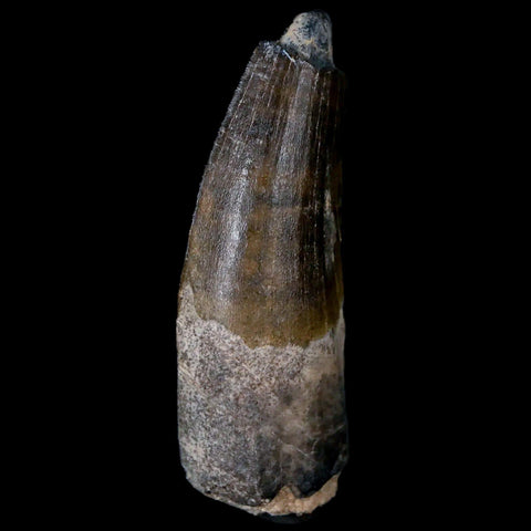 1.7" Suchomimus Fossil Tooth Cretaceous Spinosaurid Dinosaur Elraz FM Niger COA - Fossil Age Minerals