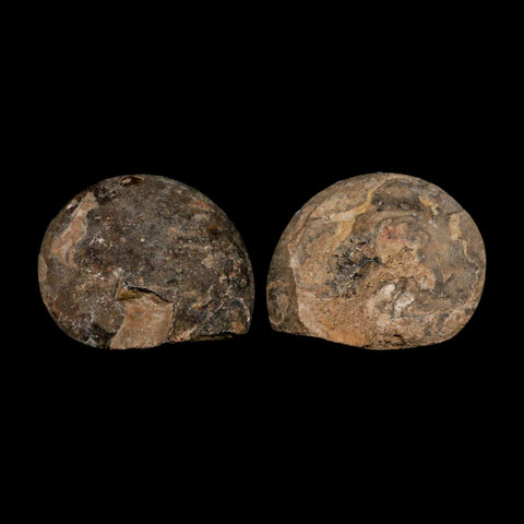 2.8" Goniatite Ammonite Fossil Polished, Cut Half's Erfoud Morocco Devonian Age COA - Fossil Age Minerals