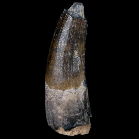 1.7" Suchomimus Fossil Tooth Cretaceous Spinosaurid Dinosaur Elraz FM Niger COA - Fossil Age Minerals