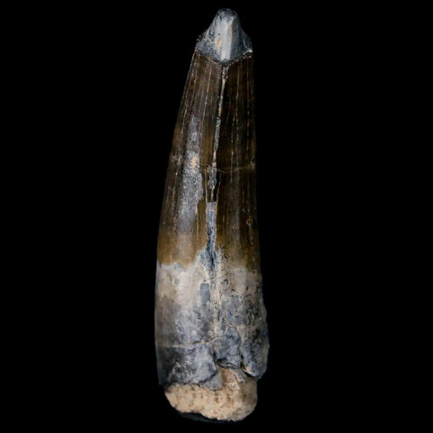 1.7" Suchomimus Fossil Tooth Cretaceous Spinosaurid Dinosaur Elraz FM Niger COA - Fossil Age Minerals