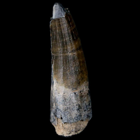 1.7" Suchomimus Fossil Tooth Cretaceous Spinosaurid Dinosaur Elraz FM Niger COA - Fossil Age Minerals