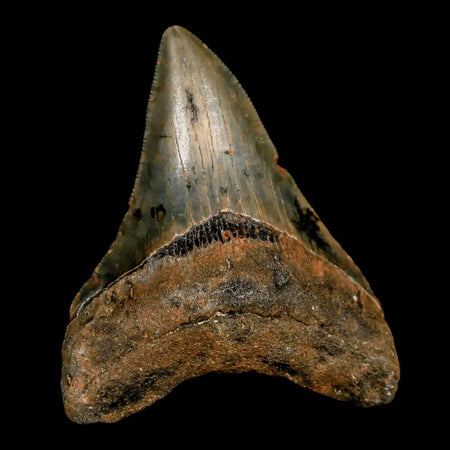 2.6" Quality Megalodon Shark Tooth Serrated Fossil Natural Miocene Age COA