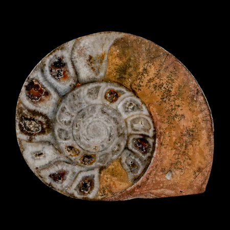 2.6" Goniatite Ammonite Fossil Polished, Cut Half's Erfoud Morocco Devonian Age COA