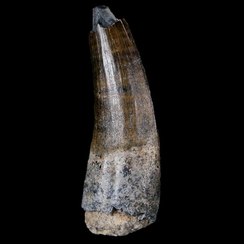 1.7" Suchomimus Fossil Tooth Cretaceous Spinosaurid Dinosaur Elraz FM Niger COA - Fossil Age Minerals