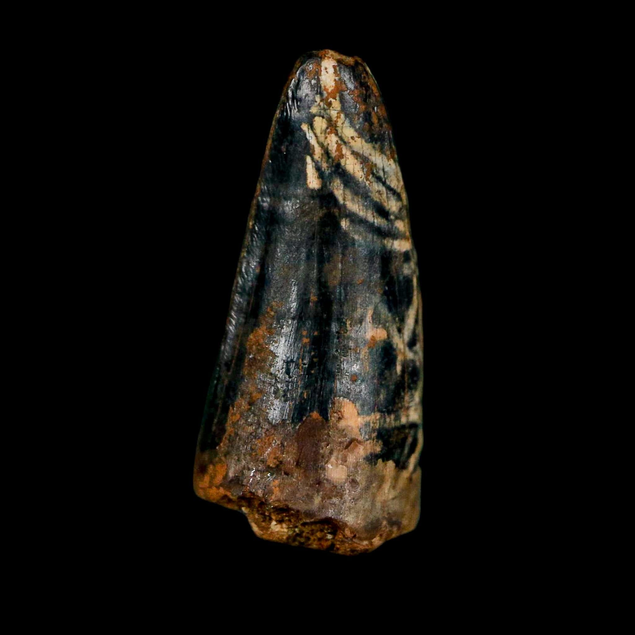 0.7 Crocodile Borealosuchus Fossil Tooth Judith River FM Montana COA Display - Fossil Age Minerals