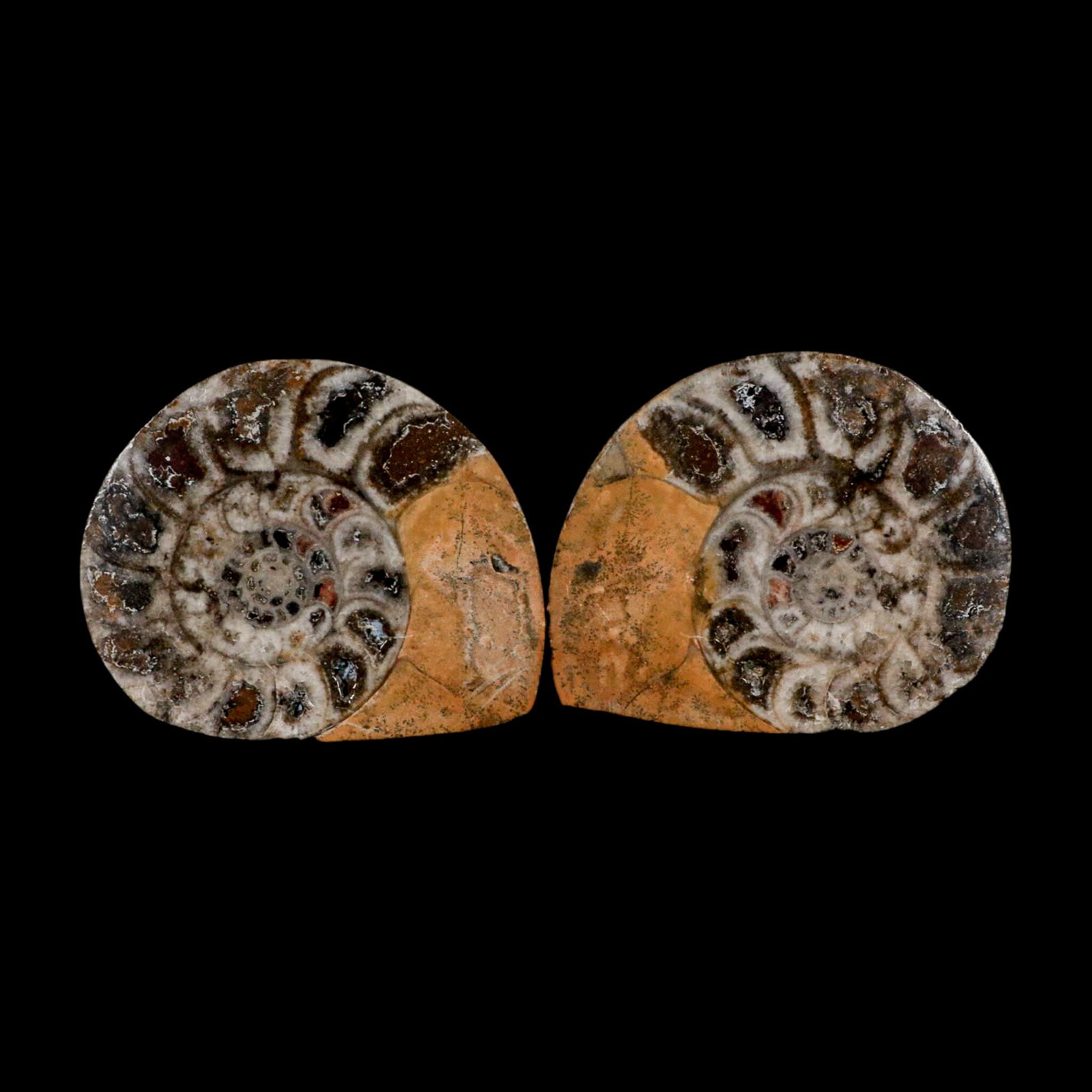 2.9" Goniatite Ammonite Fossil Polished, Cut Half's Erfoud Morocco Devonian Age COA - Fossil Age Minerals
