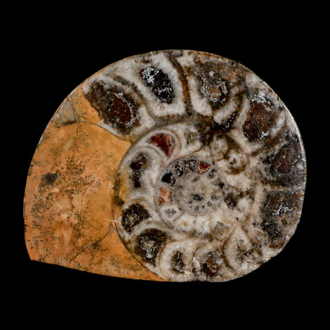 2.9" Goniatite Ammonite Fossil Polished, Cut Half's Erfoud Morocco Devonian Age COA - Fossil Age Minerals