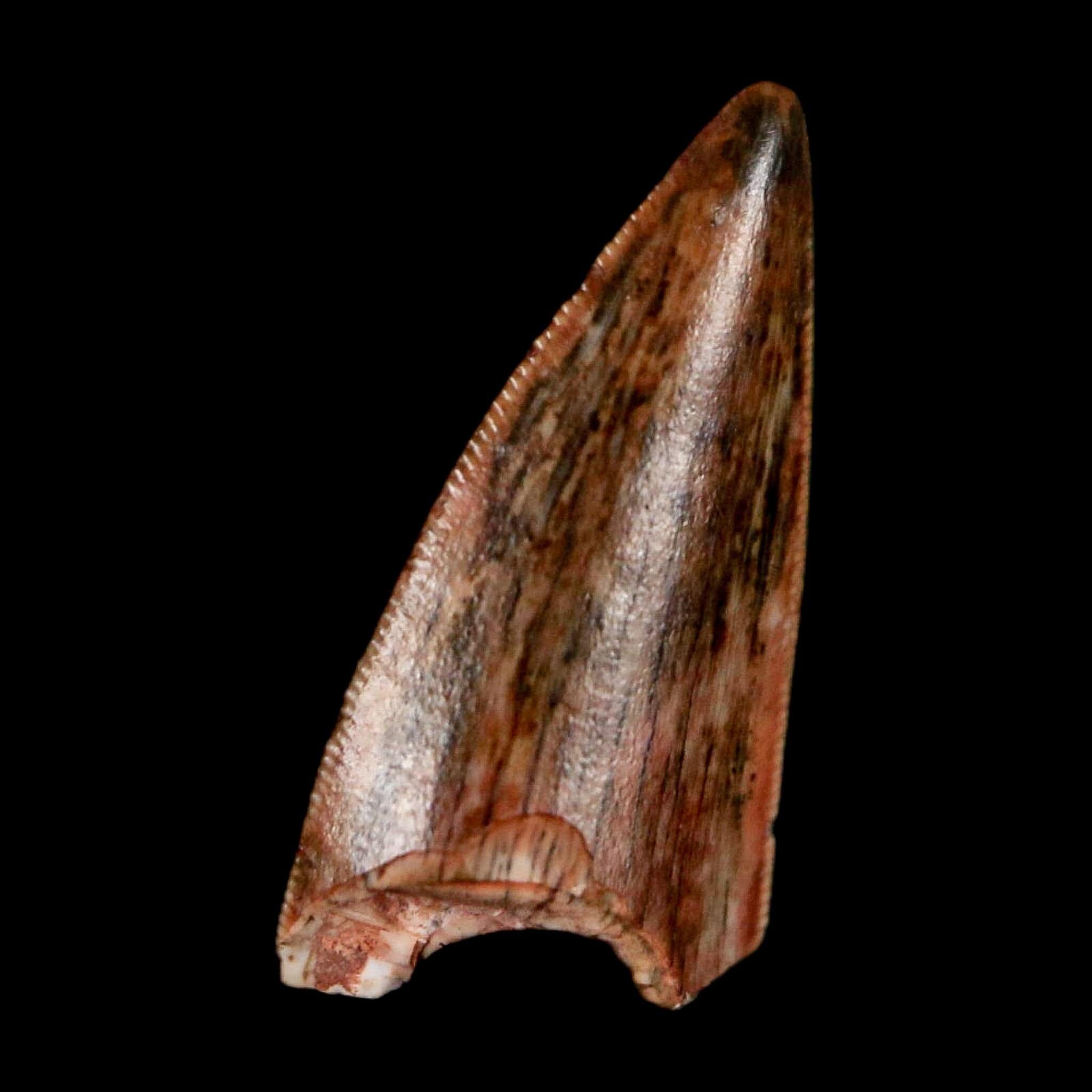 0.6" Postosuchus Rauisuchid Archosaur Fossil Tooth Redonda Formation NM COA Display - Fossil Age Minerals