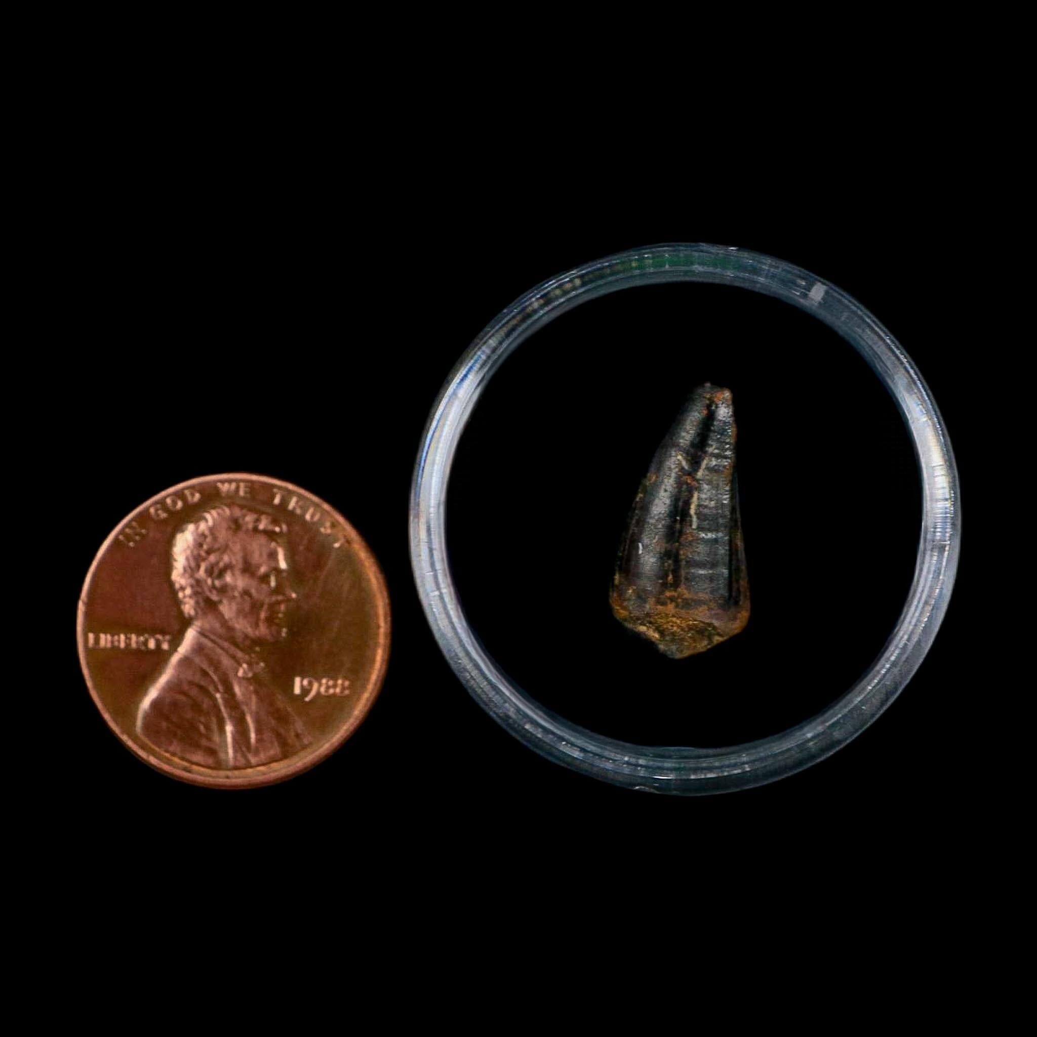 0.7 Crocodile Borealosuchus Fossil Tooth Judith River FM Montana COA Display - Fossil Age Minerals