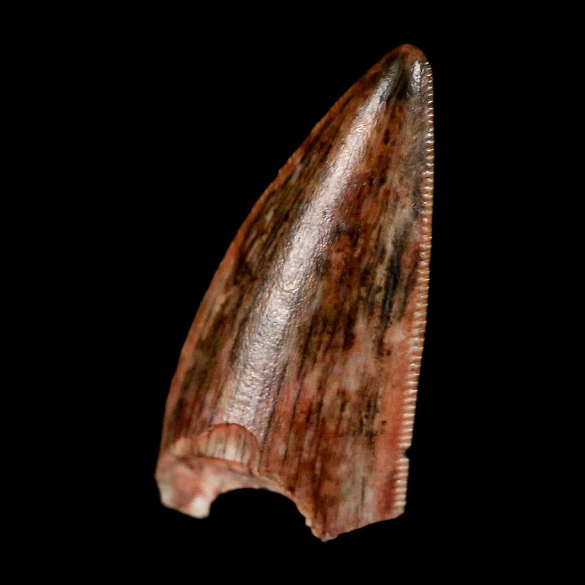 0.6" Postosuchus Rauisuchid Archosaur Fossil Tooth Redonda Formation NM COA Display - Fossil Age Minerals
