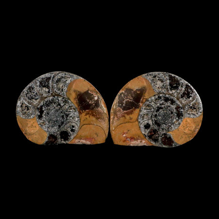 3.2" Goniatite Ammonite Fossil Polished, Cut Half's Erfoud Morocco Devonian Age COA